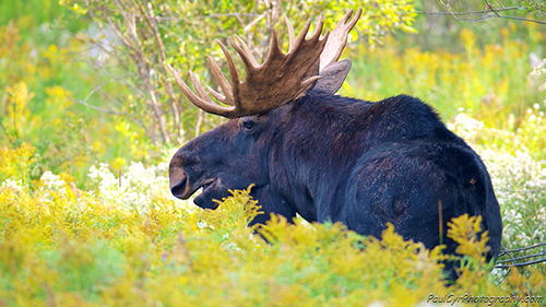 Aroostook Tourism Moose